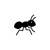 Ant