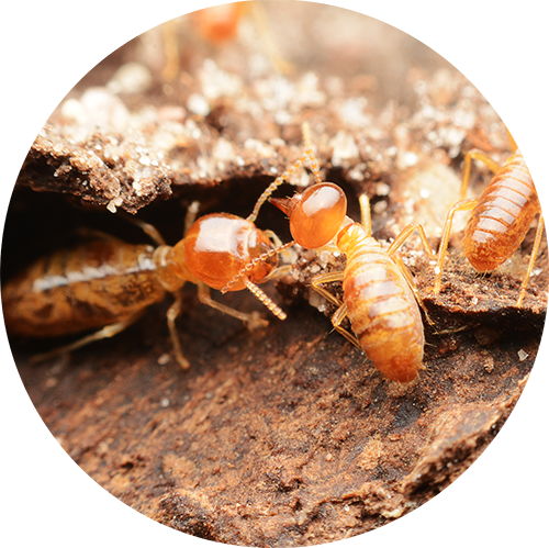 Termite