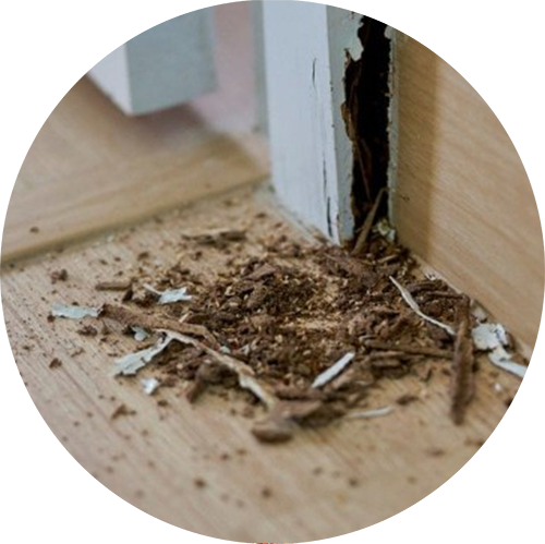 Drywood Termite Infestation