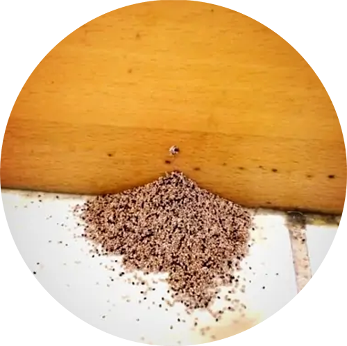 Drywood Termite Dropping
