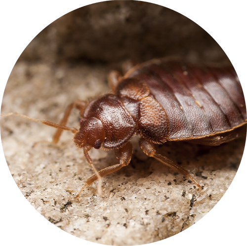 Bed Bugs