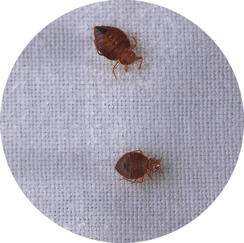 Two Bed Bugs