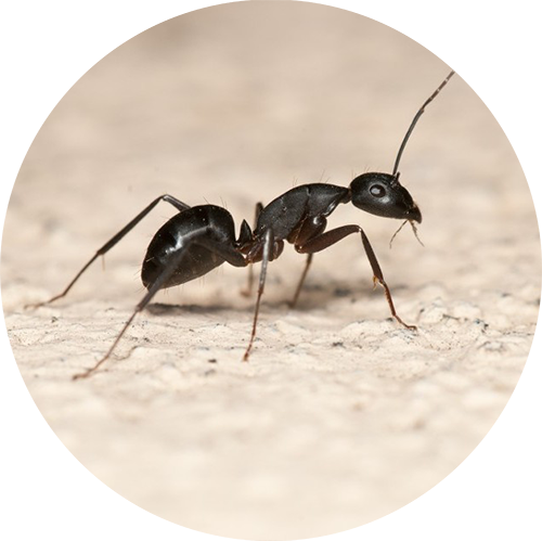 Ant