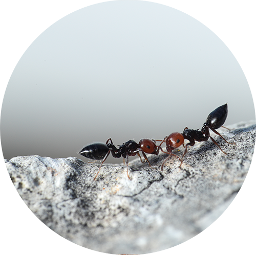 Two Ants