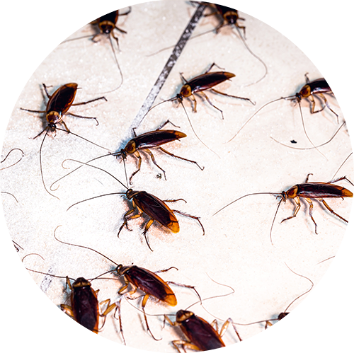 Cockroaches