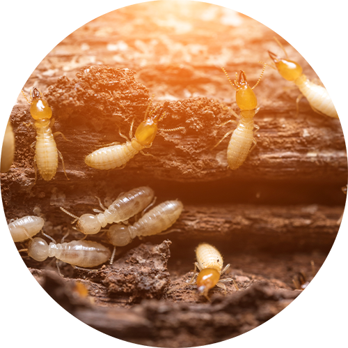 Bed Bugs